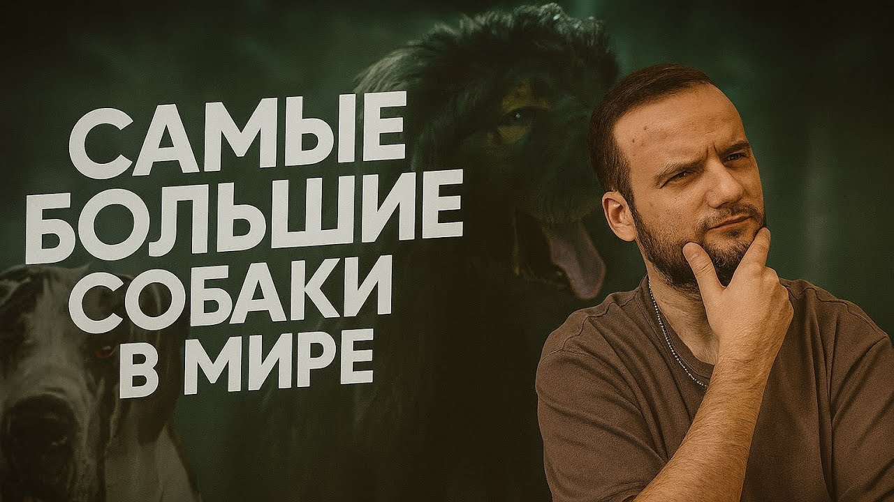 Топ самых больших собак 