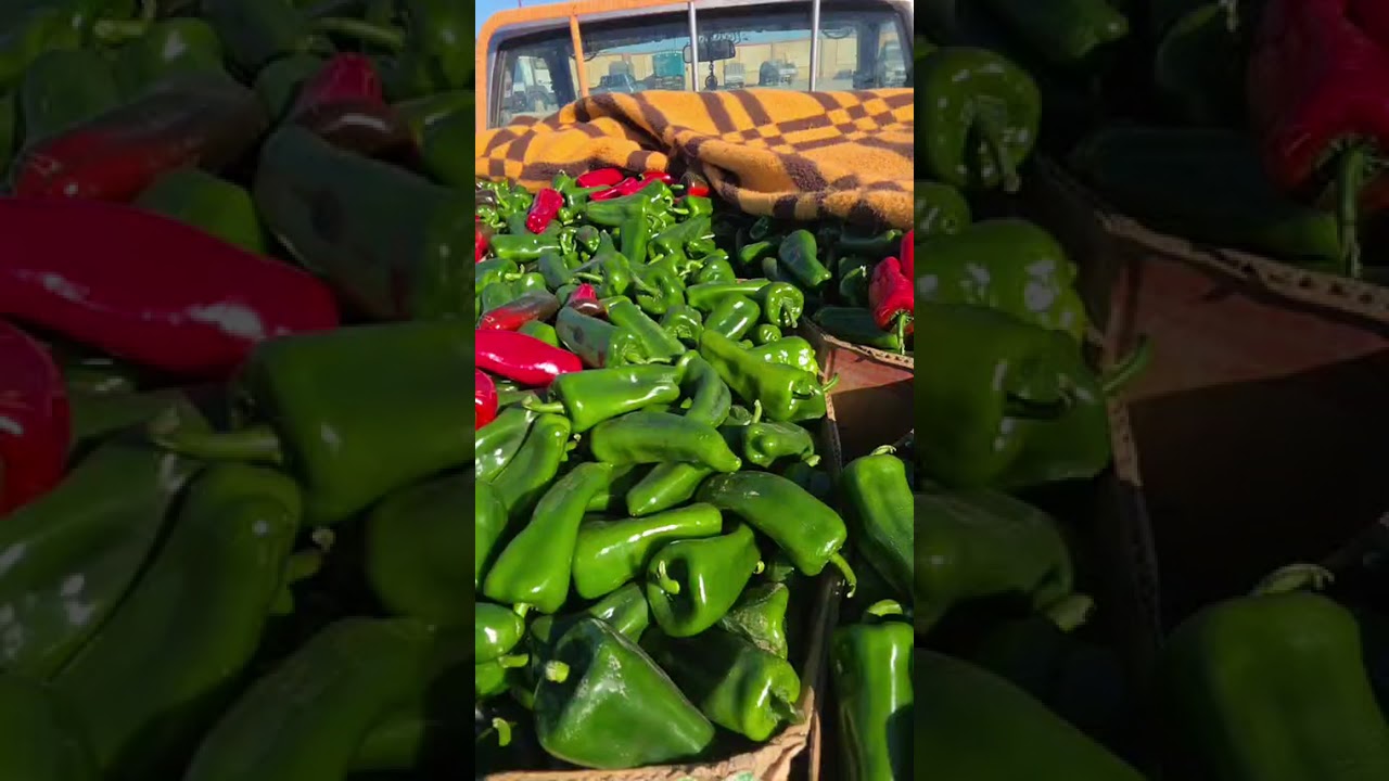 اسعار الخضر والفواكه في سوق الجملة مزيرعة لولاية بسكرة ليوم الاربعاء 25 فيفري 2026 أسواق الجزائر