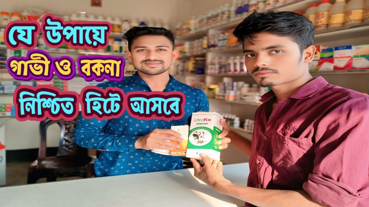 নিশ্চিত হিটে আসবে গাভী ও বকনা যে উপায় 📜 বকনা হিটে আনার নিশ্চিত উপায় ❓