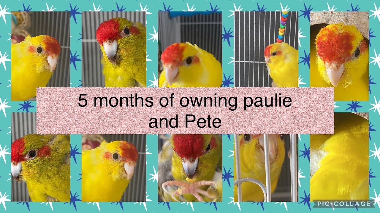 5 months of owning paulie and Pete 🦜🦜💕💕 #1kviews