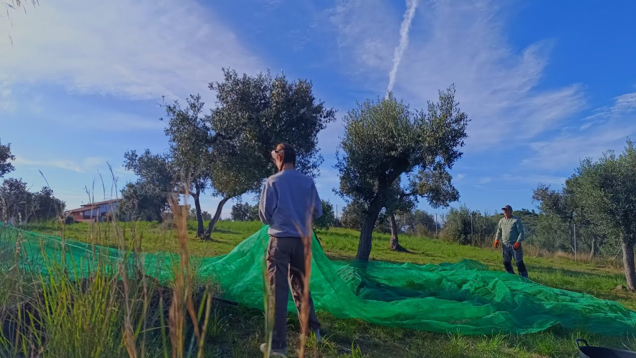 Humillada trabajando en el campo | Recogiendo la oliva 2025