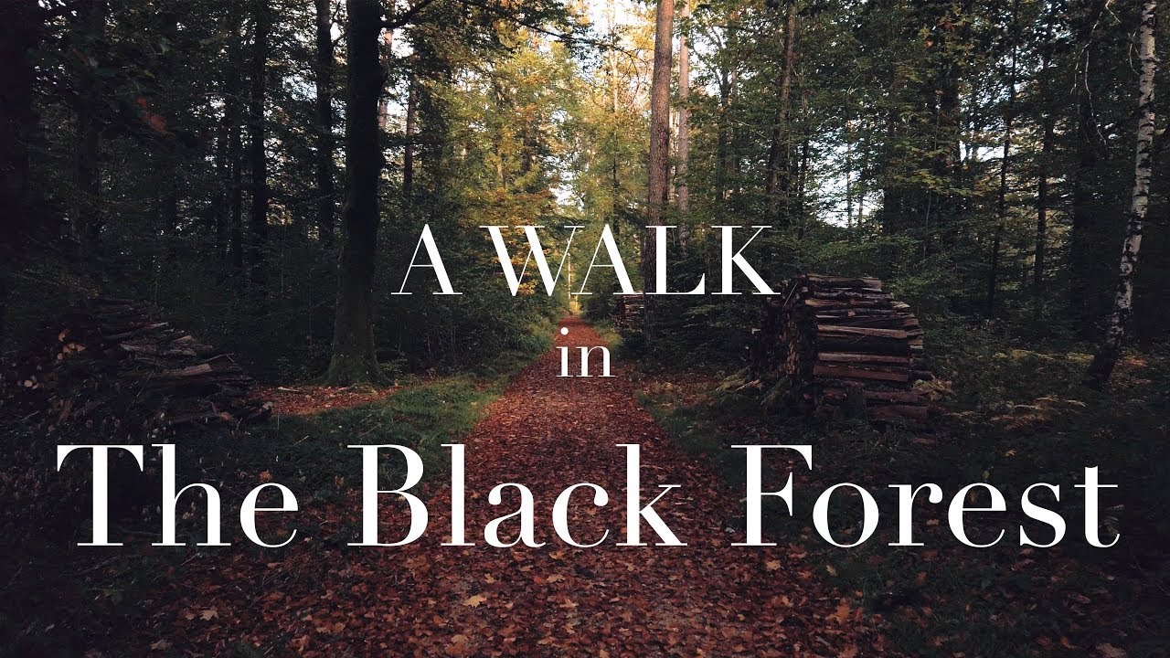 A Walk in the Black Forest (4k)