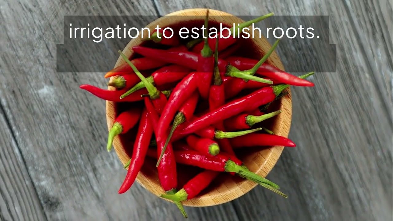 Sweet Chilli Cultivation in Polyhouse