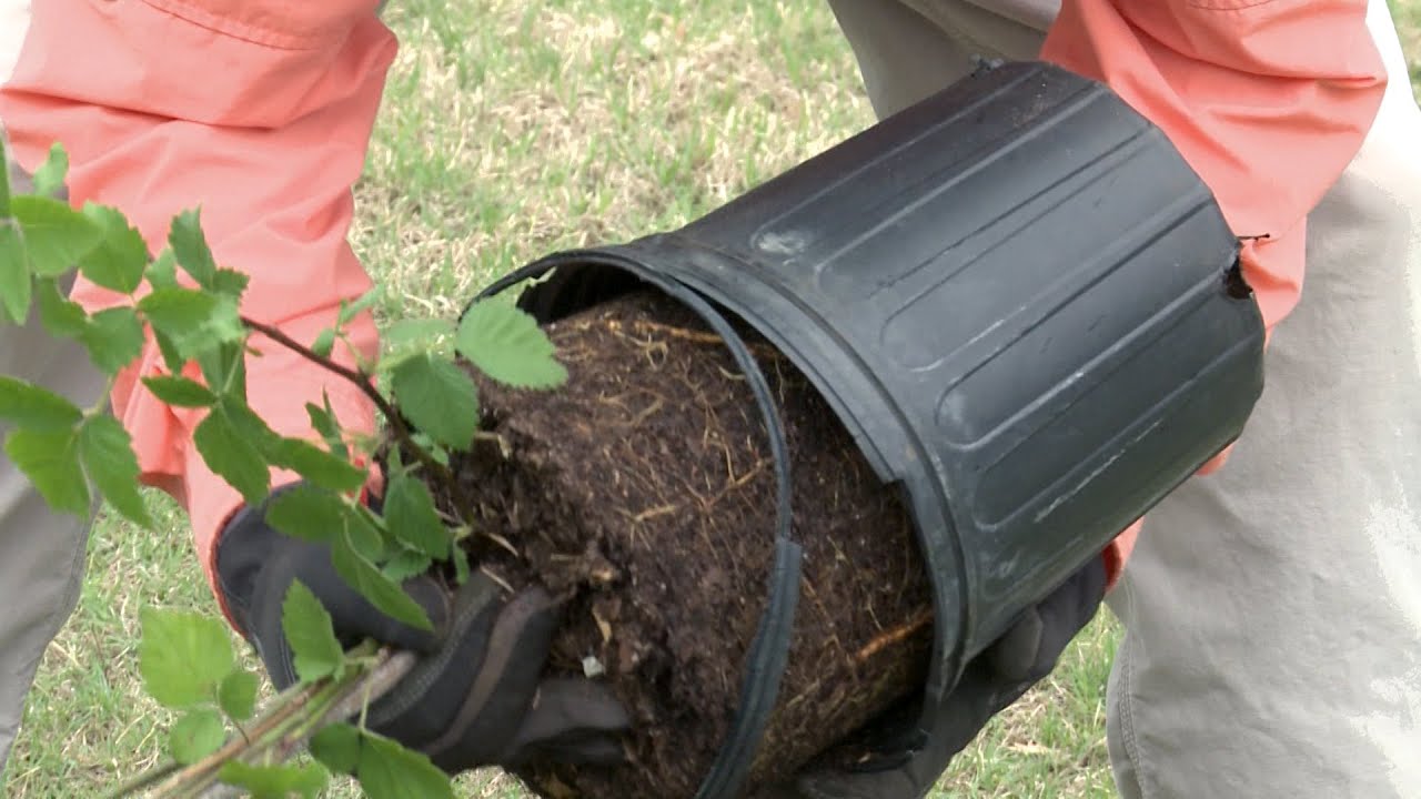 How To: Planting Blackberries