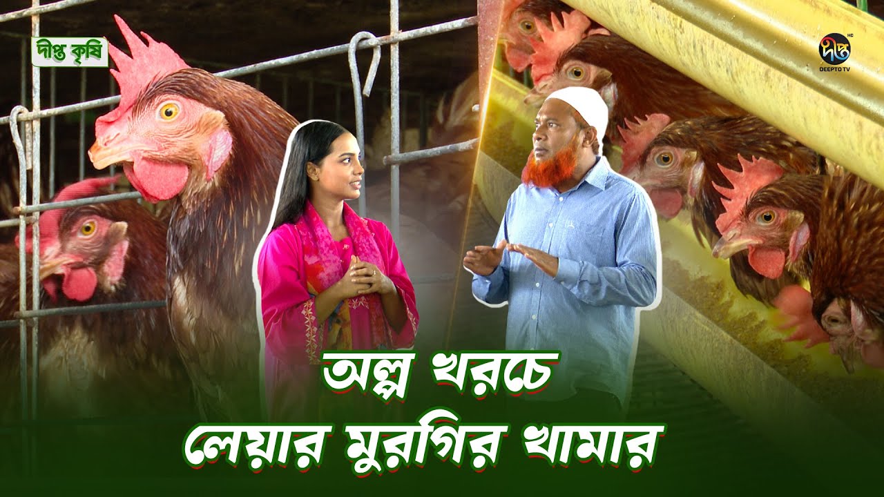 Deepto Krishi |  লেয়ার খামার করে কিভাবে অল্পতেই লাভবান হবেন | Layer Murgi | Layer Murgi Farm | Egg
