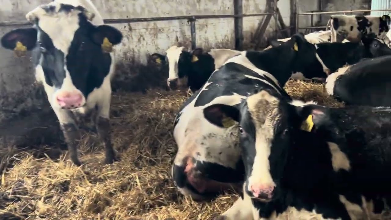 Une journée à la ferme 💉💉