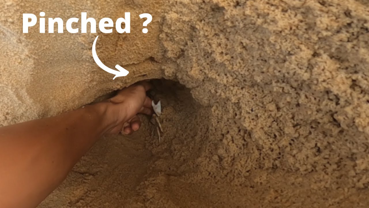How to catch sand crabs on the beach | Sand crabs digging