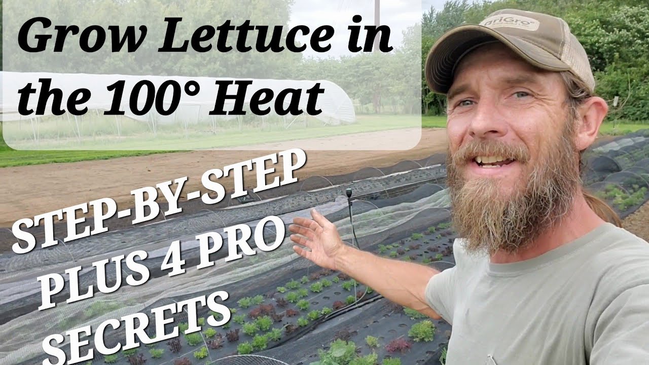 Grow Lettuce and Greens in the Summer [4 Pro Tips for Growing Lettuce in 100°+ Temperature]