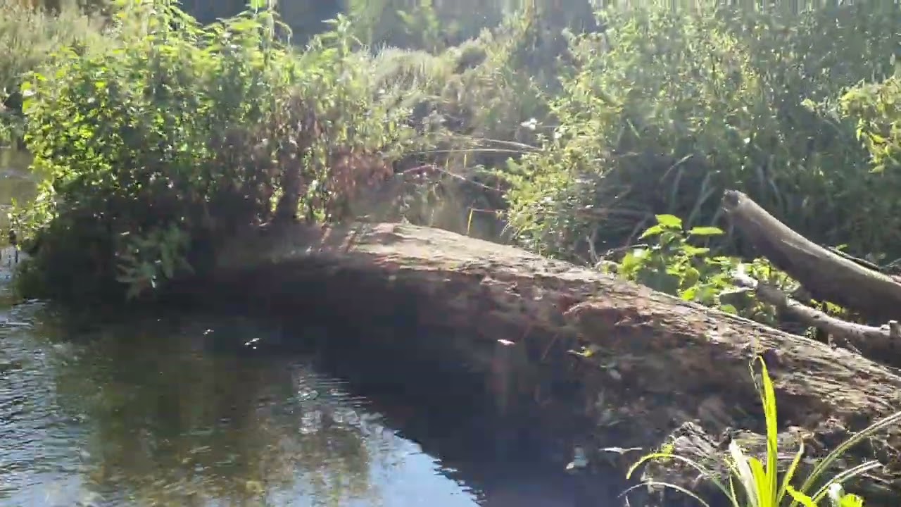 Video of the River Wandle at Morden Hall Park in September 2023 after restoration over years.