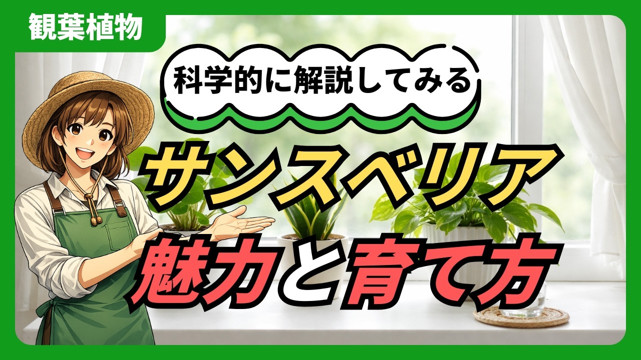 【サンスベリア】の魅力と育て方#観葉植物#園芸#ガーデニング#風水