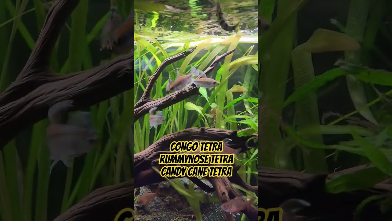 Tetra devours Fluval Bug bites like Pirahna. Sunday funday with 55 gal tetra tank. #fishkeepinghobby