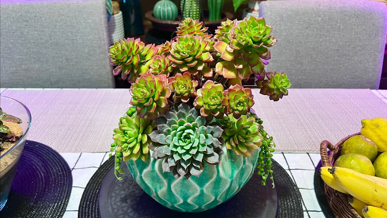 Sedeveria Letizia Arrangement in Ceramic Bowl planter