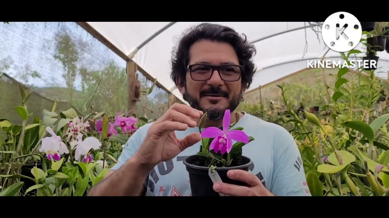 Cattleya mendelii,  Cattleya estrangeiras, e muito mais 🌿.