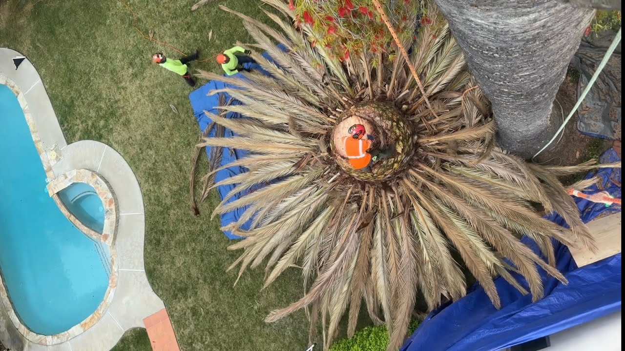 Derribo de Phoenix canariensis infectado por el picudo