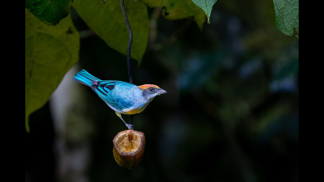 Ecuador in 4k - Birding at El Refugio de Intag Cloud Forest