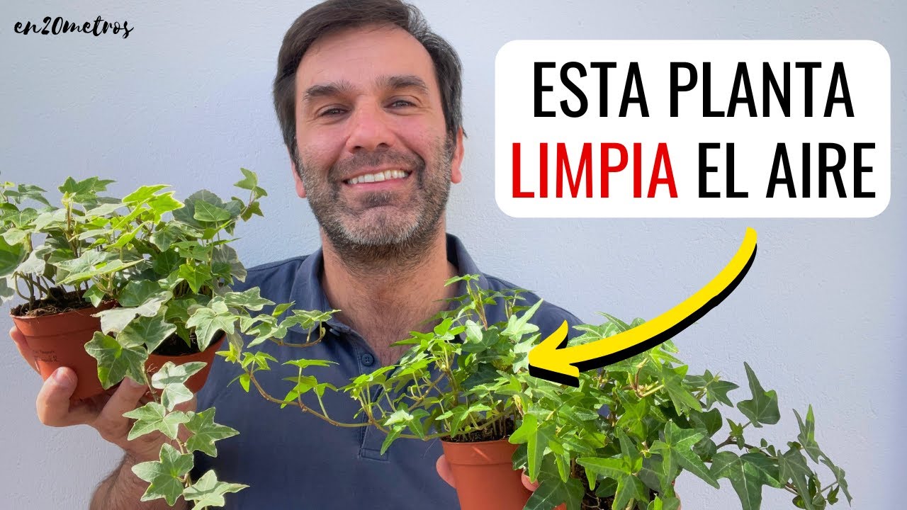 LLENA TU CASA DE HIEDRA: plantar, cuidados y esquejes de hedera helix || en20metros
