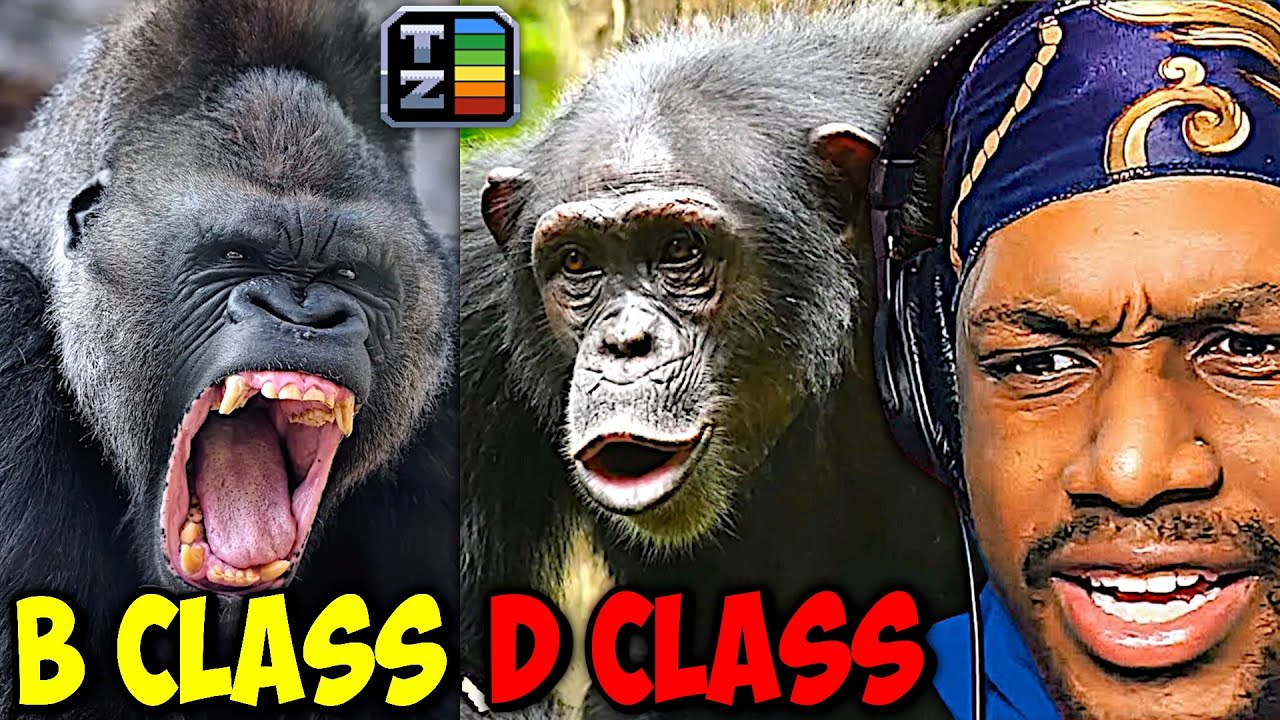 Primates' True Rankings Aren't What I Expected