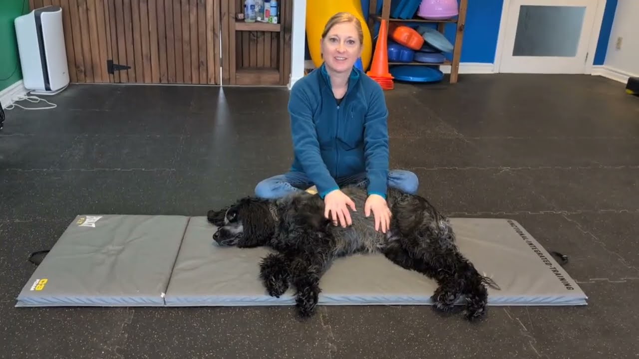 How To Do PROM On Your Dog