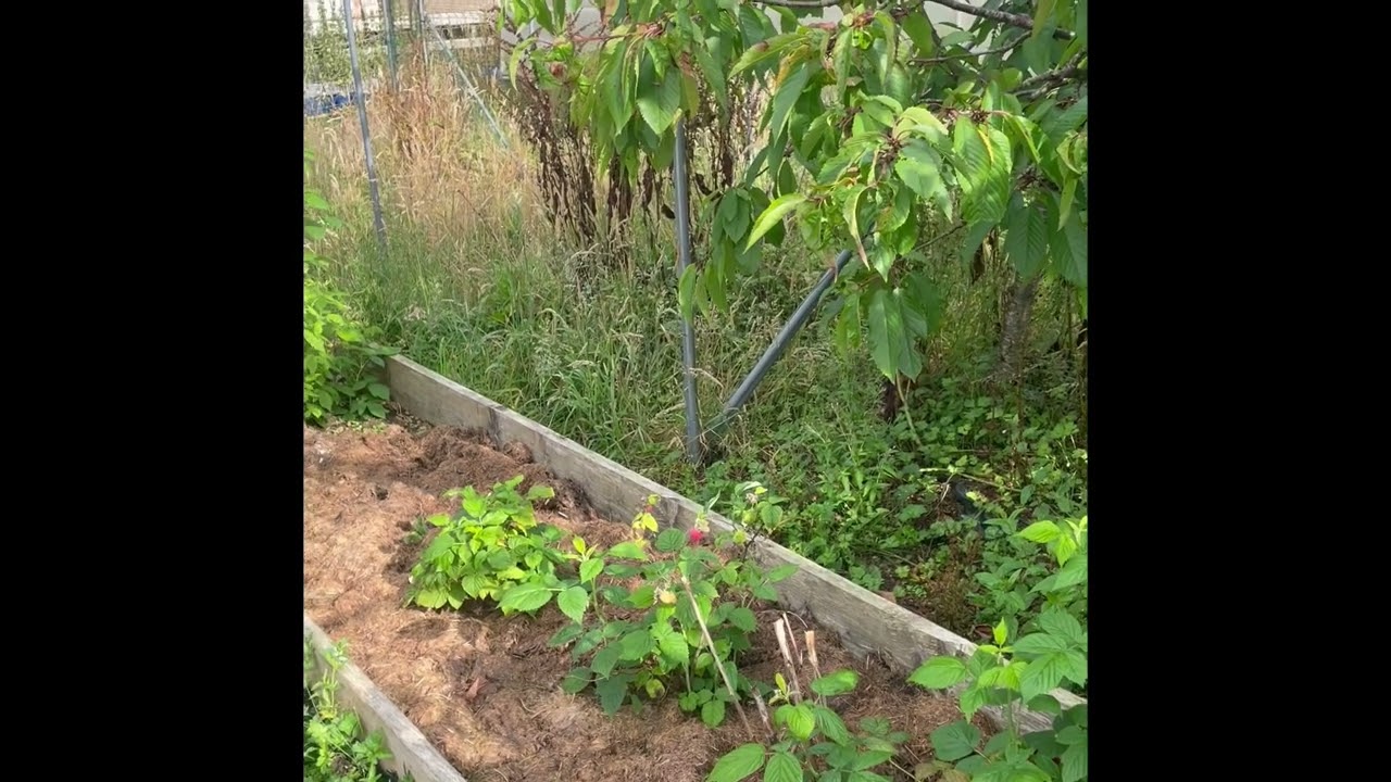 Fruit Cage Mistakes I Have Made @asmallholdinginwales