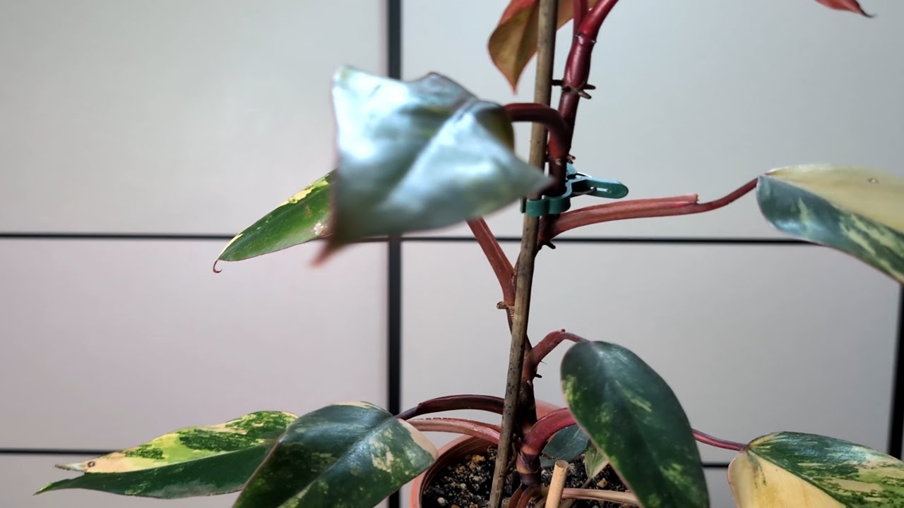 PHILODENDRON 