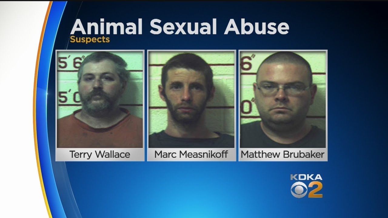 3 Pa. Men Facing More Than 1,400 Counts Of Allegedly Having Sex With Dogs, Horses, Cow & Goat