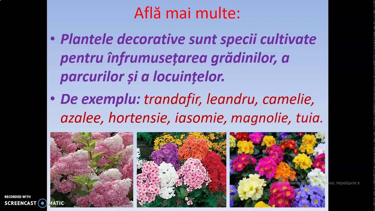 Muruz Rodica Științe cl 2 PLantele decorative de exterior