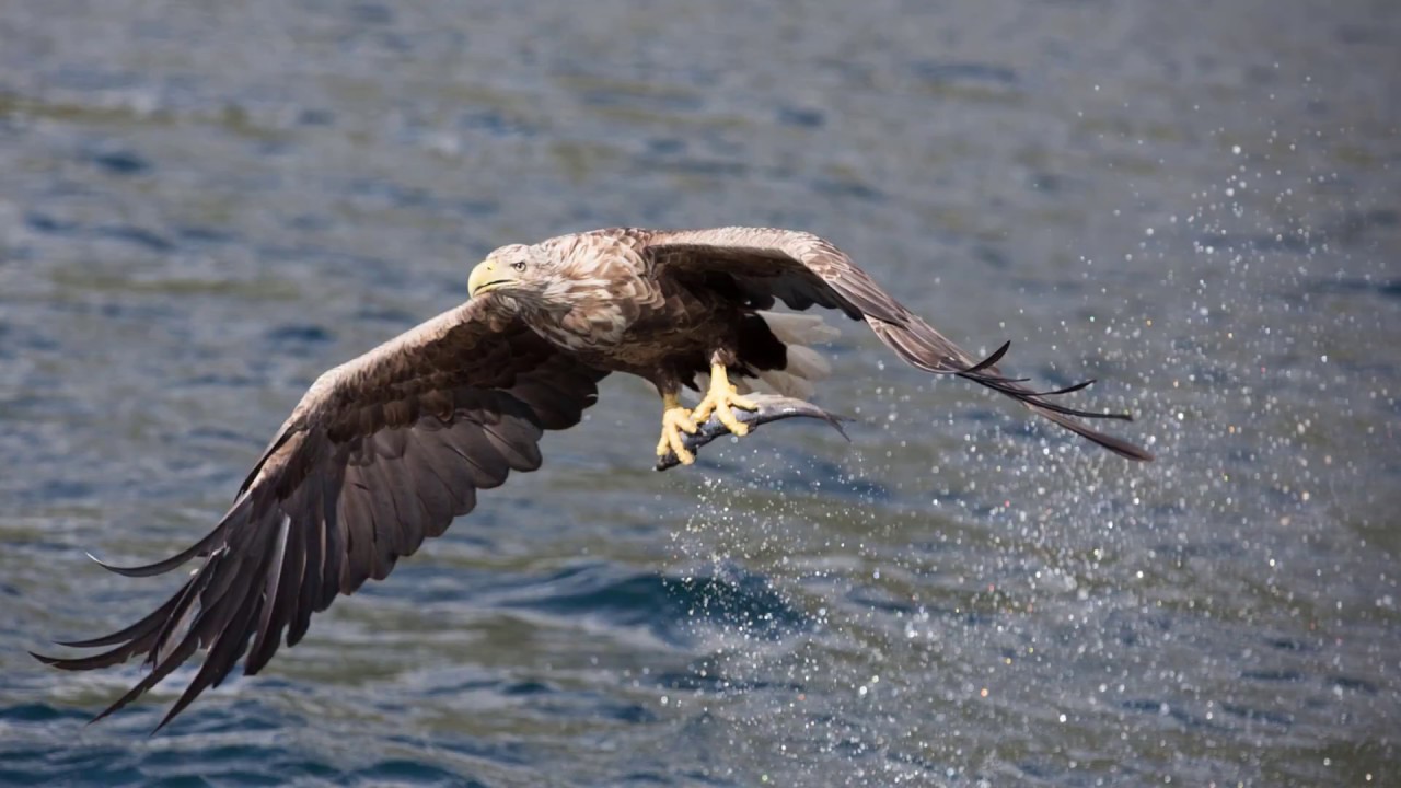 Sea Eagle safari, Lofoten Norway