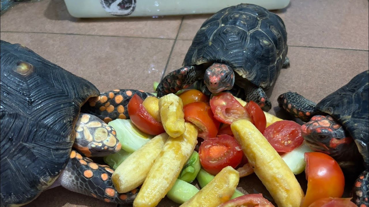 Rombongan Kura-kura Makan Labu Halloween 🎃🐢, Sambil Bermain dan Mandi | Live Santai Anti Gabut