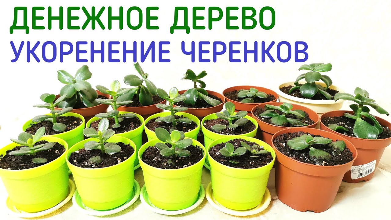 Денежное дерево толстянка укоренение черенков.