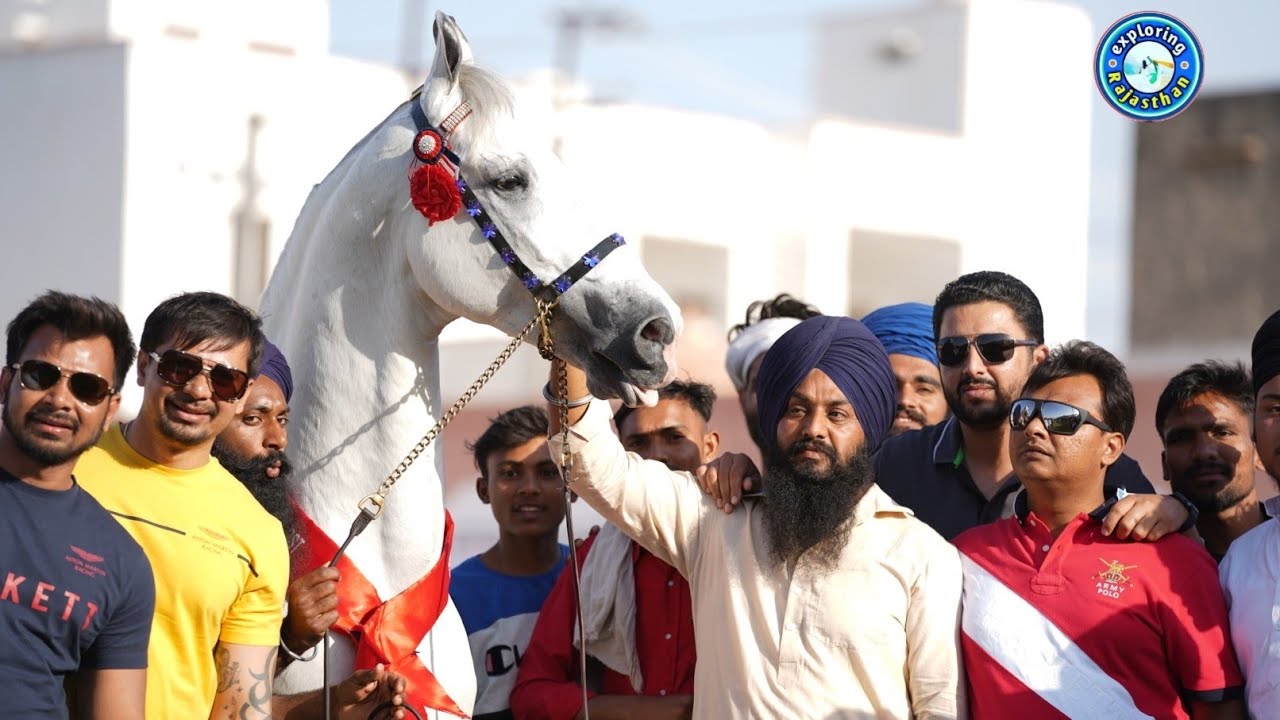 रणसी शो में अल्बक्श बना चैंपियन |Ransi Horse Show