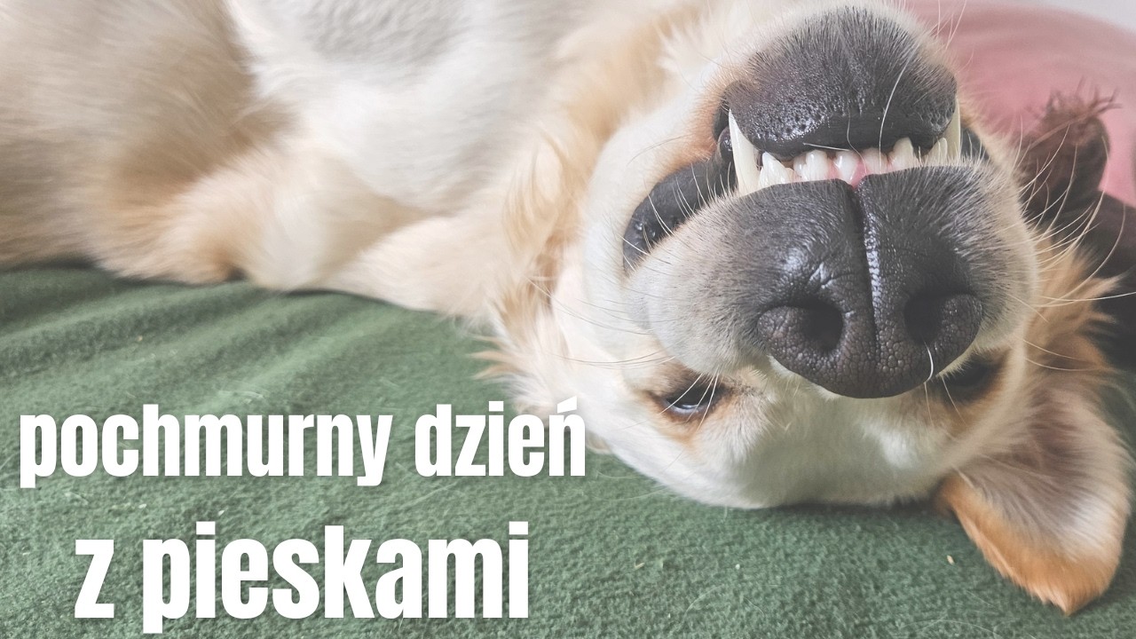 pochmurny, ale wesoły dzień ♡ dużo piesków  ♡ zupa warzywna ♡ domowe sprawy ♡ nowe nasiona