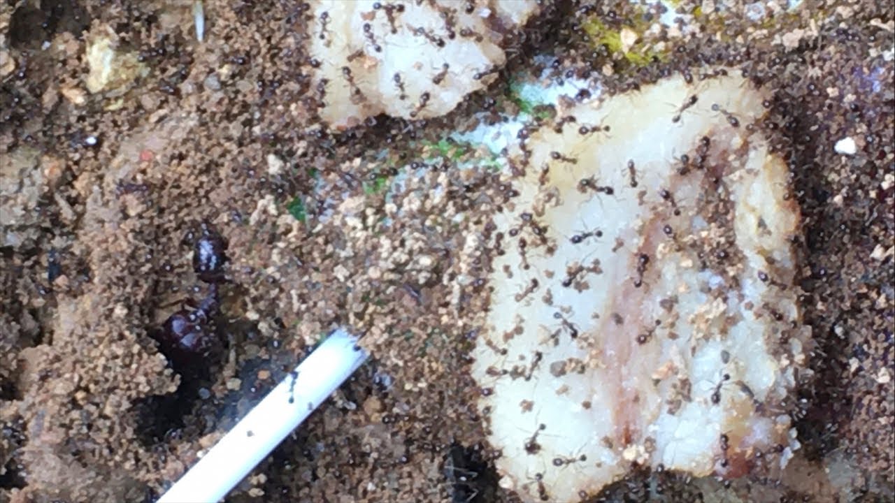 Grass ants