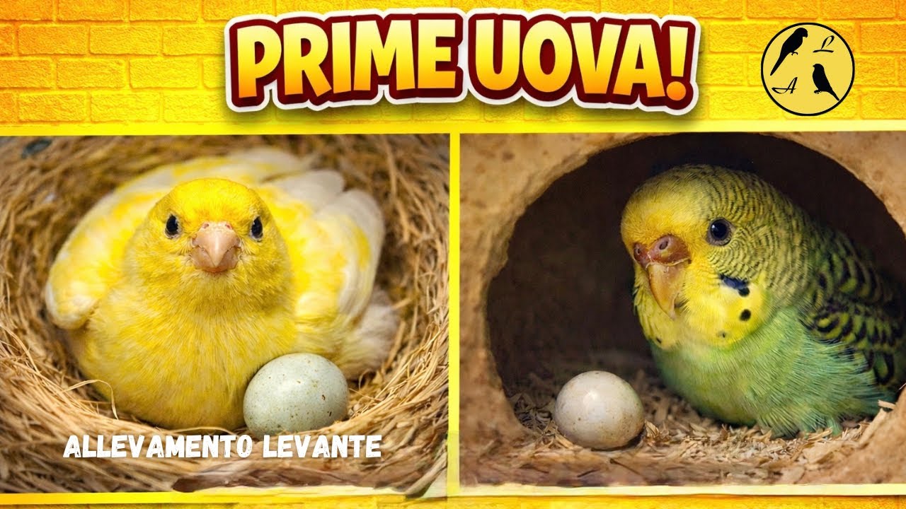 Arrivano le prime uova | First Eggs Are Here