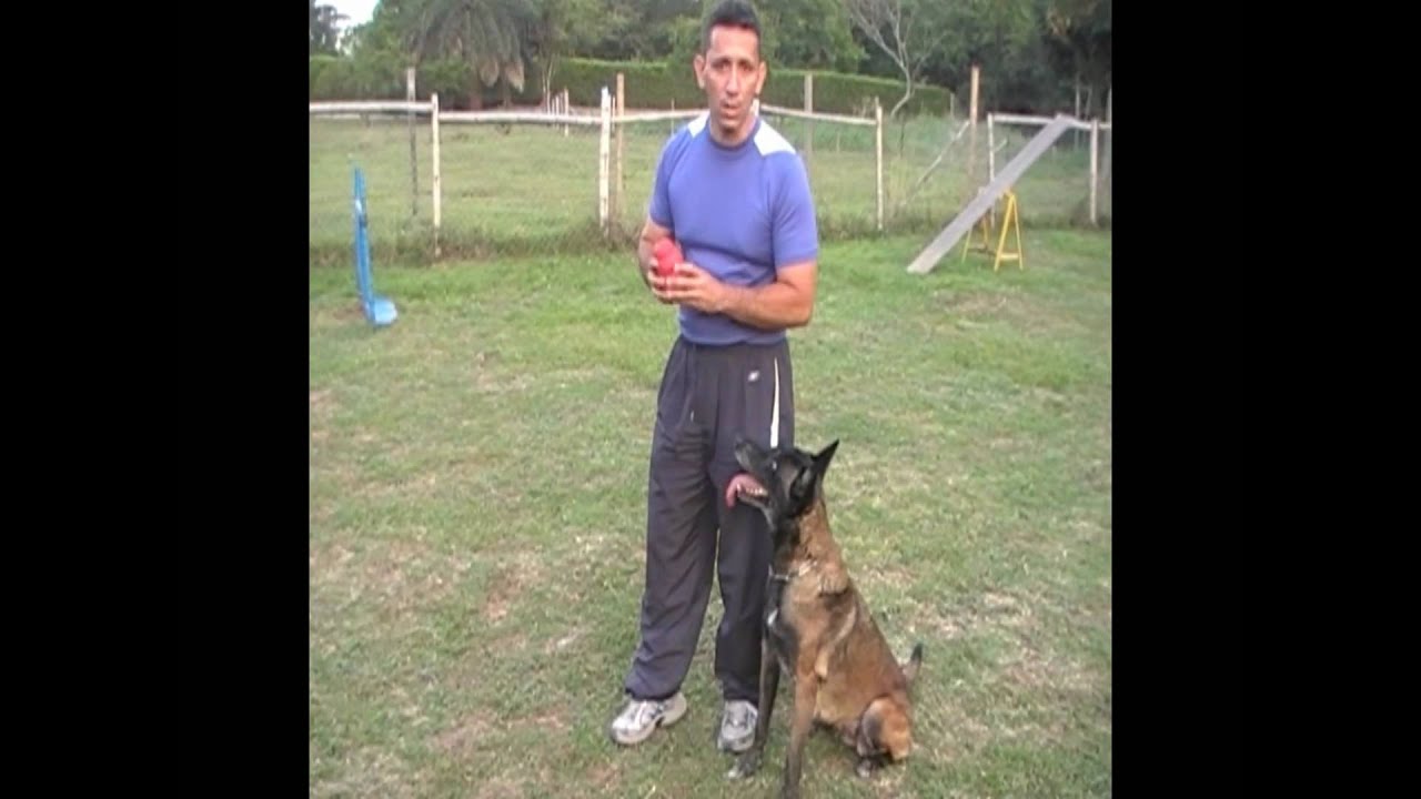 adiestramiento de perros obediencia avanzada contraordenes.wmv