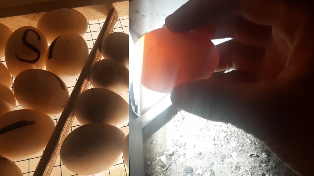 فحصت البيض🥚كله شاد