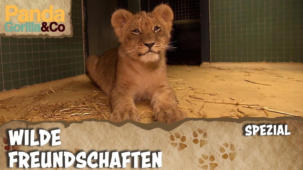 Löwen sind einfach die besten Spielkameraden | Panda, Gorilla & Co.