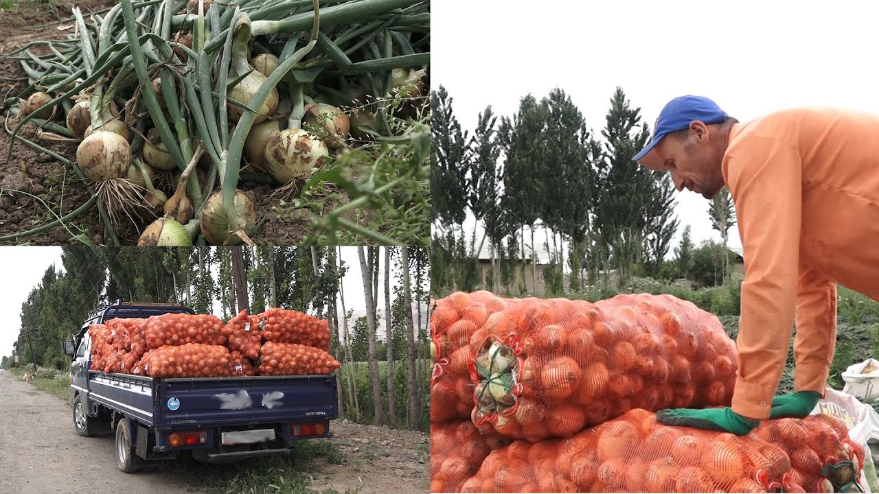 ПИЯЗ кирешелүү БИЗНЕС