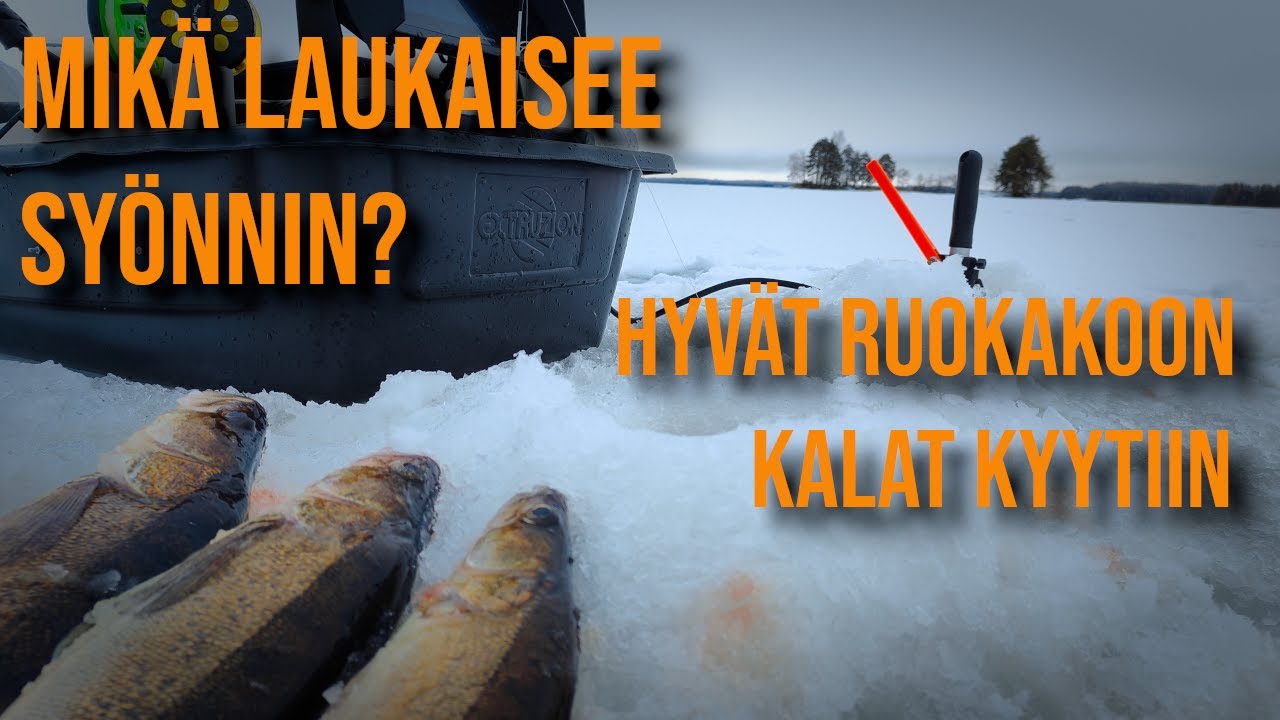 Aamupalaa kuhalle | Liveluotain näyttää kalapaikan