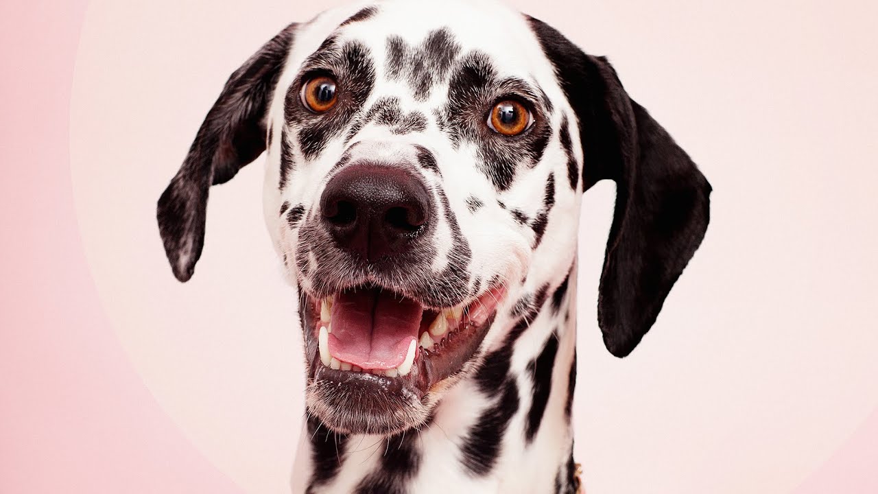 Paw-ternity: should you get time off for a new pet? | CNBC International