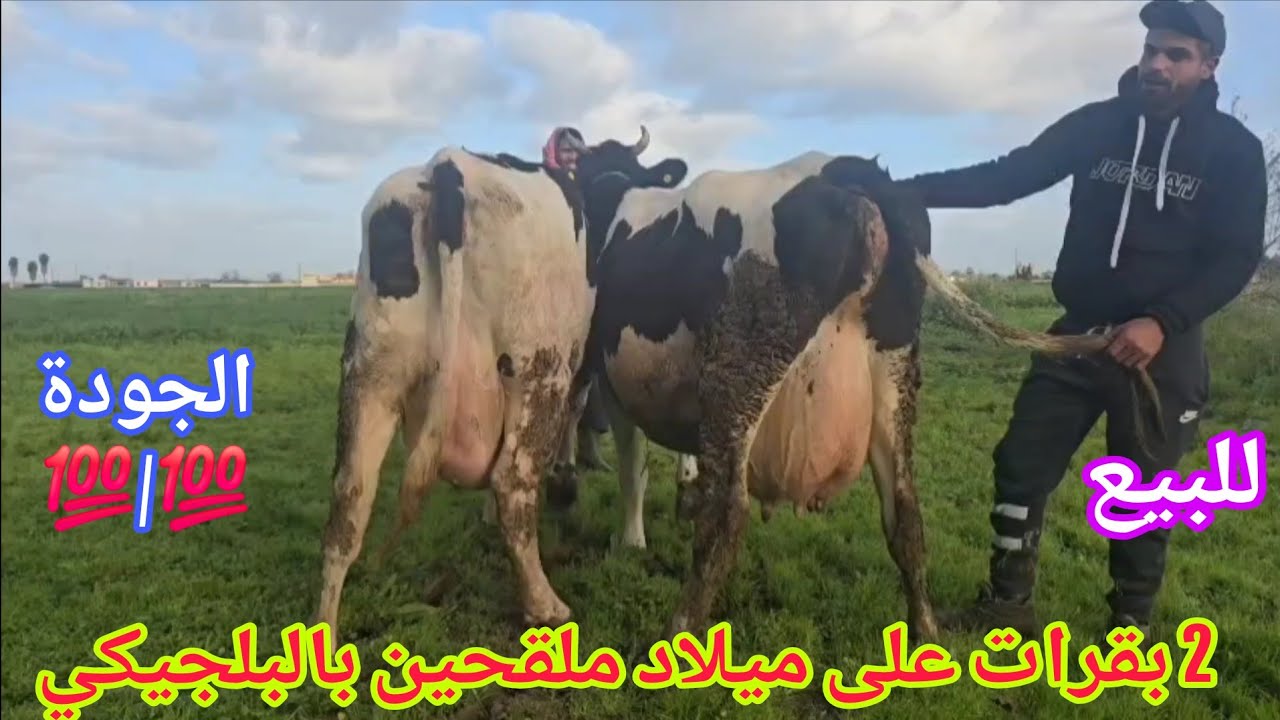 تباااارك الله💫 2 بقرات على ميلاد🌟 إتصل 06.60.95.08.98📞 ألو سي أيوب نواحي الغرب🇲🇦 
