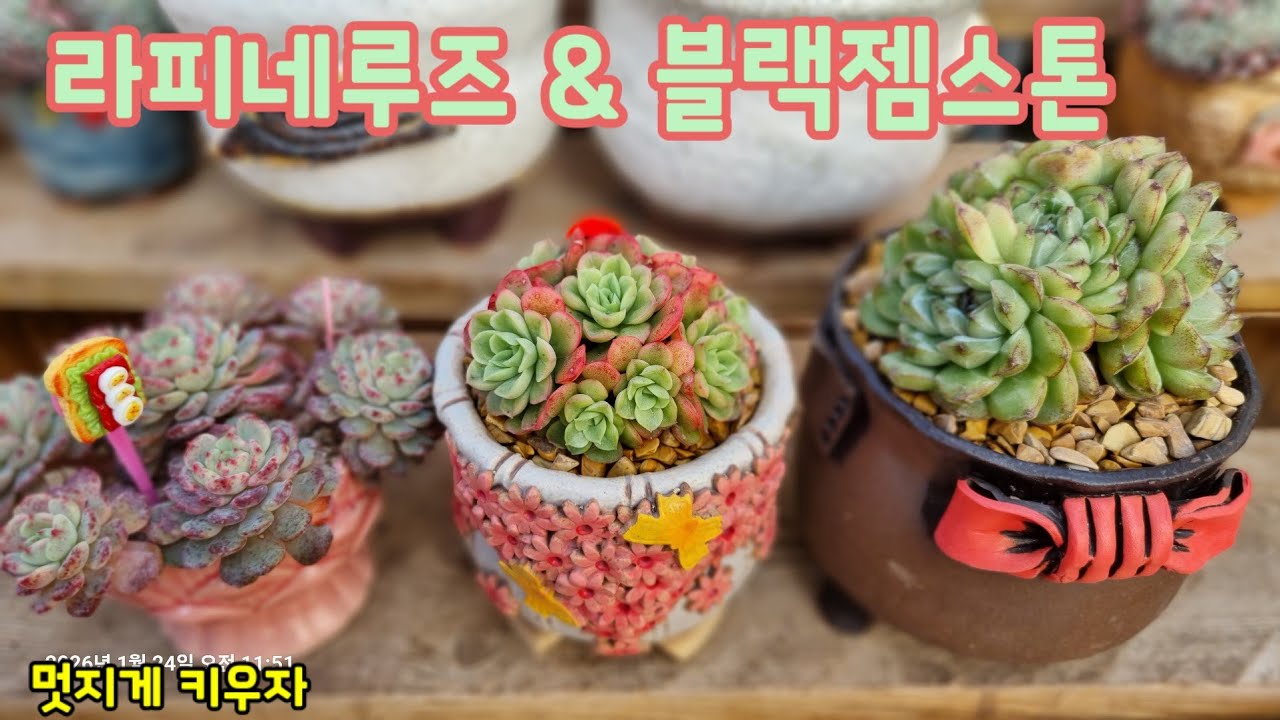 돌덩이처럼 단단하 수형 블랙젬스톤 & 색감 예뻐서 힐링 라피네루즈 분갈이해요 💕