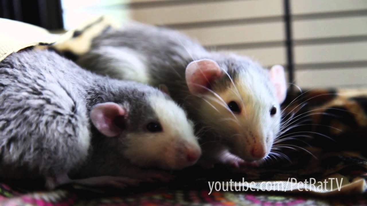 Sweet Sunbathing Baby Rats Minky and Mary Bruxing and Boggling