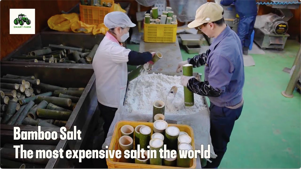 The process of creating the most expensive salt in the world at a factory in Korea | Bamboo Salt