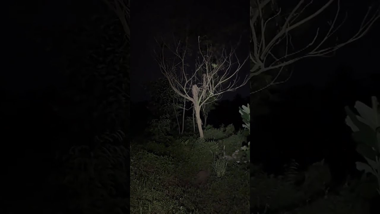 🔴 Explore Rumah Tengah Hutan | Sang Adipati