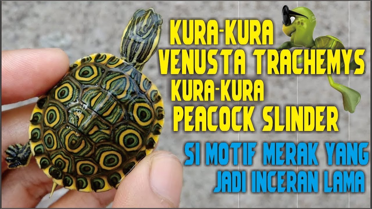 KURA KURA VENUSTA TRACHEMYS 