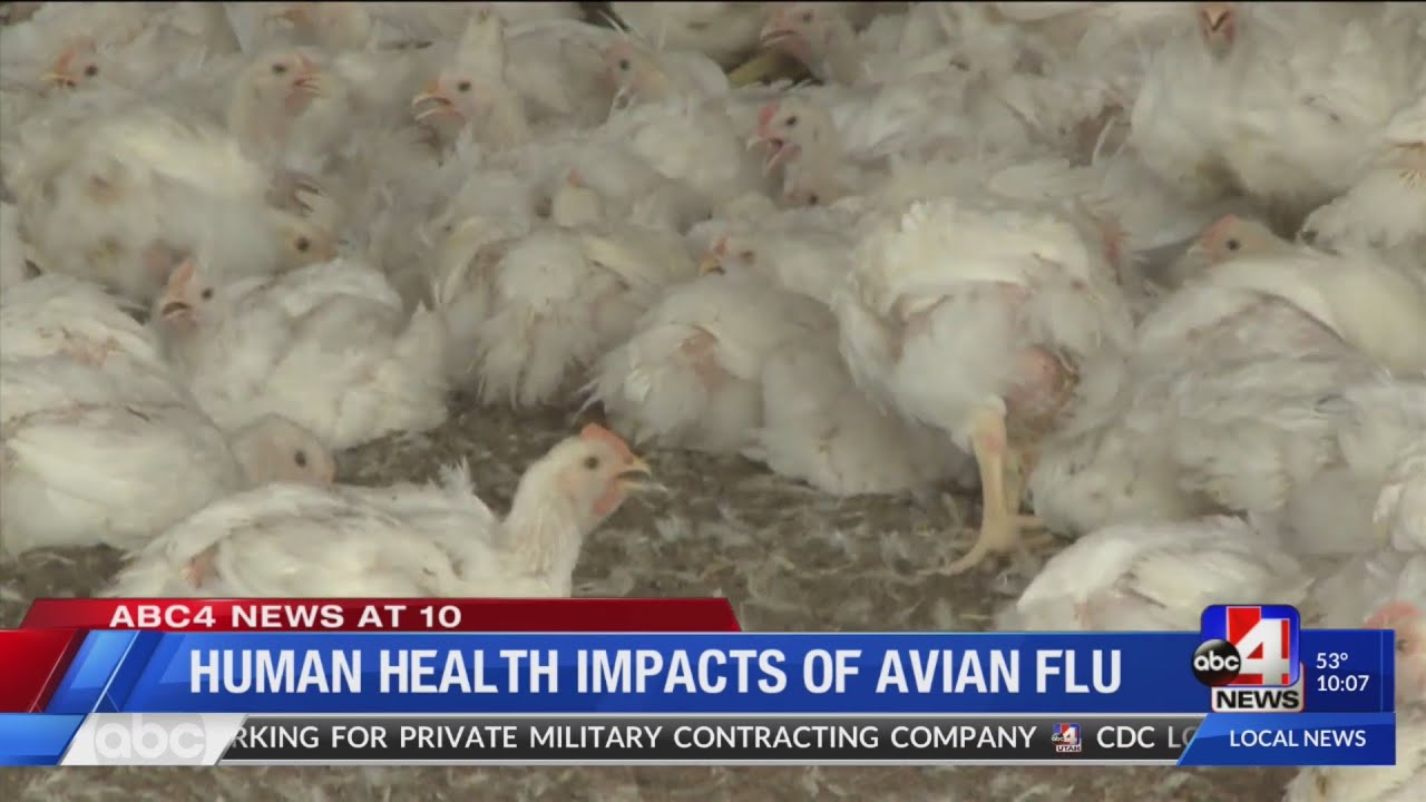 Human health impacts of Avian Flu
