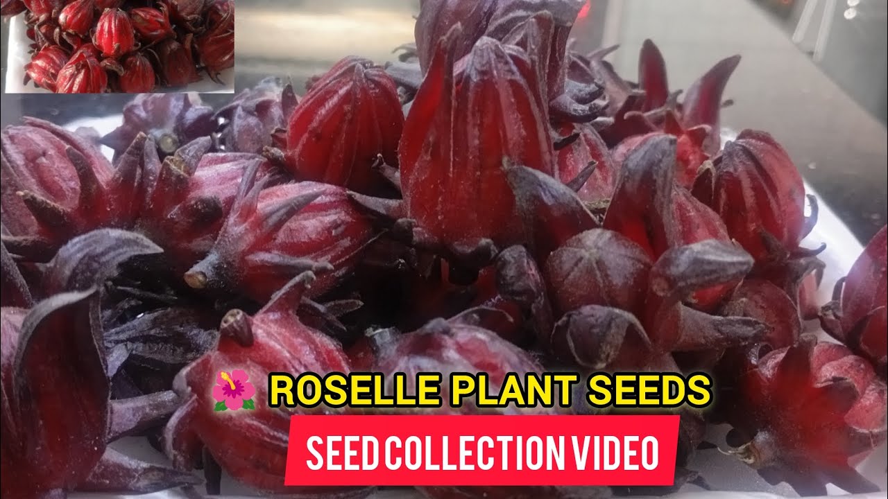 റോസെല്ലെ വിത്തുകൾ | Hibiscus Sabdariffa Seeds Close-Up Video 🌱