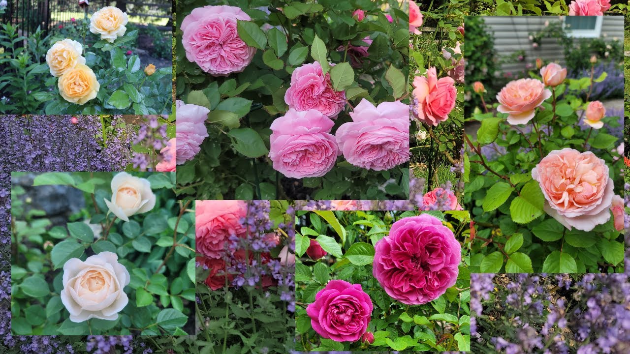 Top Roses Review In My Garden 2023 - David Austin and Kordes- Zone 6B