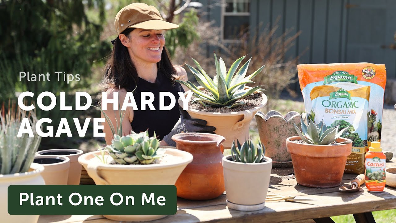 Agave Repot & Care Tips 🪴🪷 || Summer Rayne Oakes