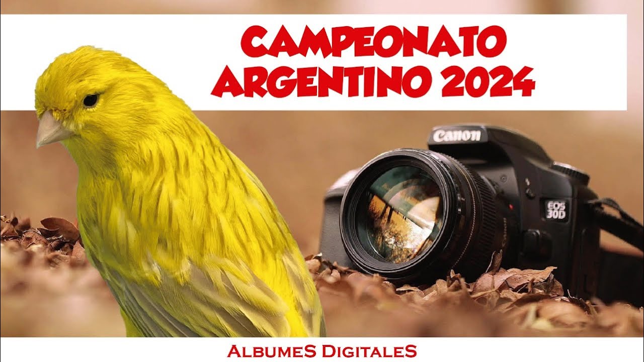 Canarios de color, porte y exótico campeones argentino de FOA 2024
